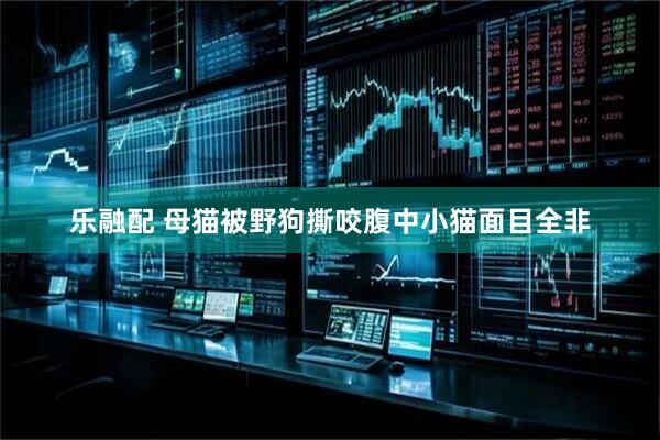 乐融配 母猫被野狗撕咬腹中小猫面目全非